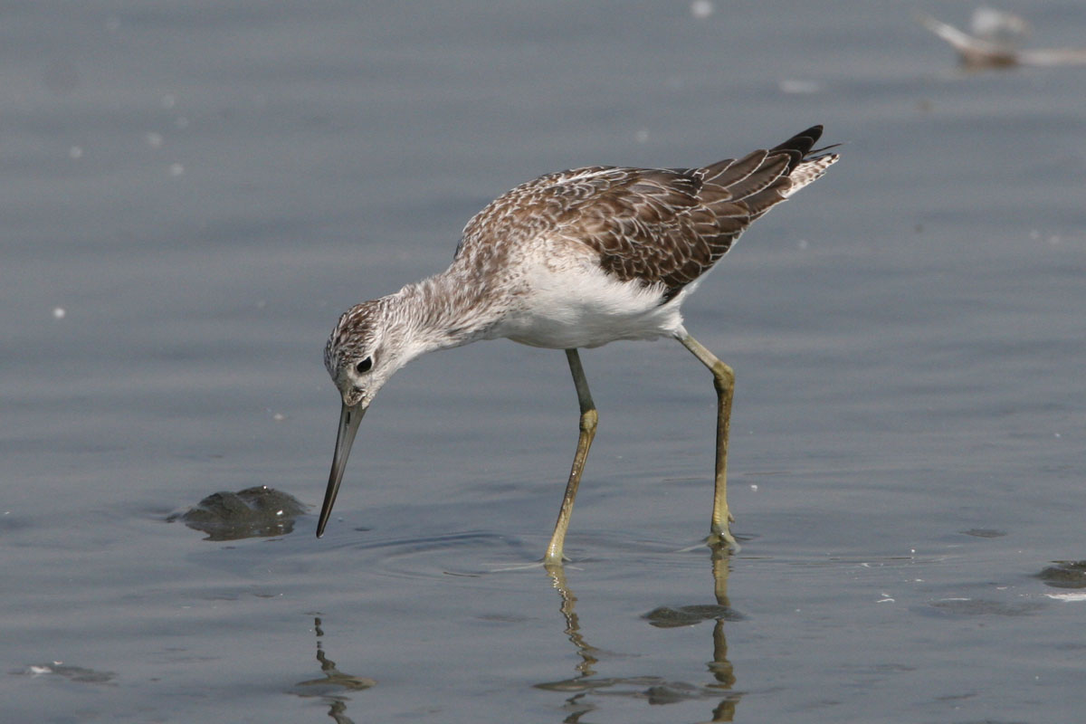 シギチめぐりも、ずいぶんしてきました 今度は東京港野鳥公園ですよ